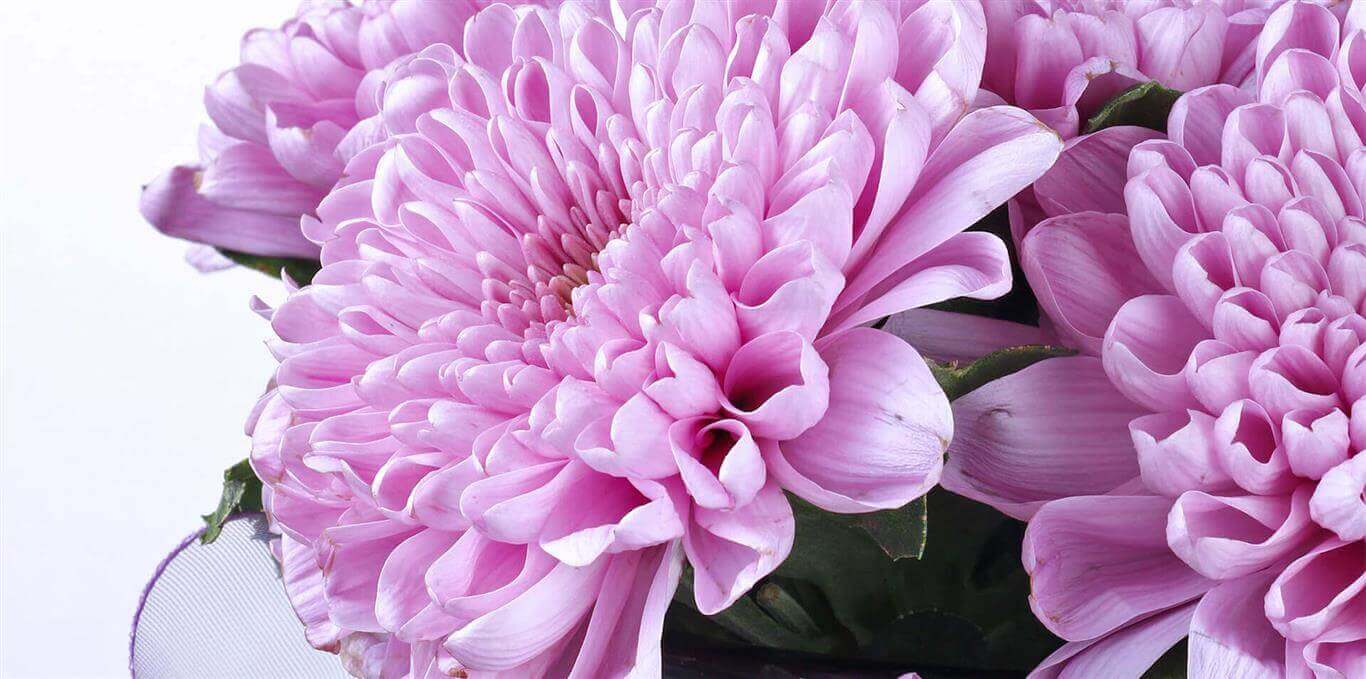 Ponpon_Flower_Studio