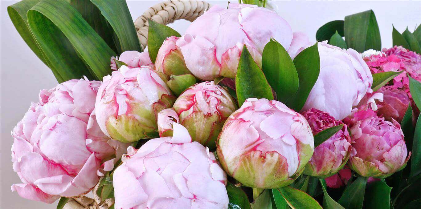 Ponpon_Flower_Studio