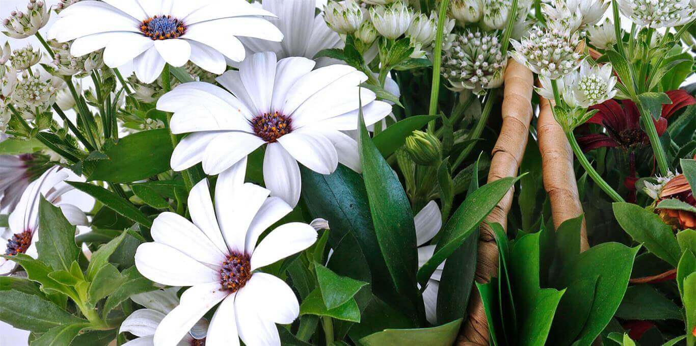 Ponpon_Flower_Studio