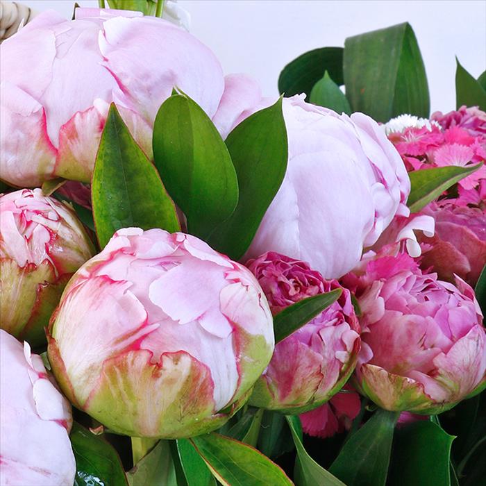 Peony